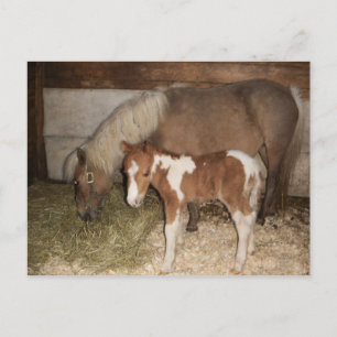 Carte Postale Miniture Pony et bébé