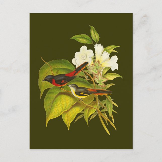 Carte Postale Minivet (Devant)