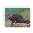 Carte postale Mink