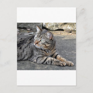 Carte Postale Minnie le Minx
