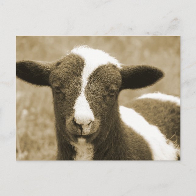 Carte Postale Minuscule (Devant)