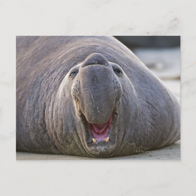 Carte Postale Mirorounga_angustirostris (Devant)