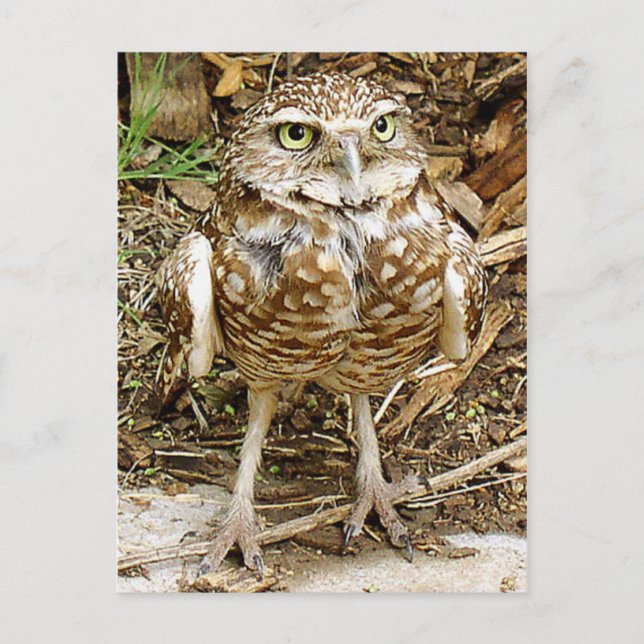 Carte Postale Mis en danger creusant le hibou (Devant)