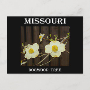 Carte Postale Missouri Dogwood