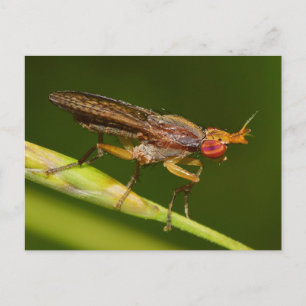 Carte Postale Missouri Fly.