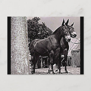 Carte Postale Missouri Mule