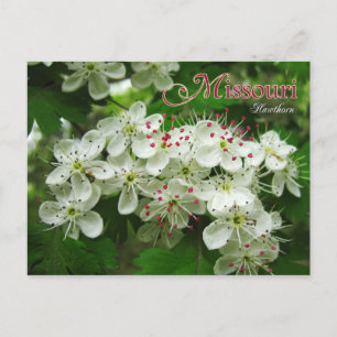 Carte Postale Missouri State Flower : Hawthorn