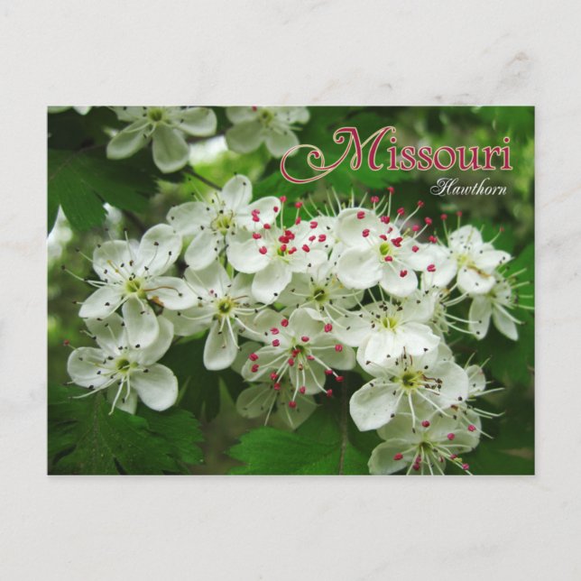 Carte Postale Missouri State Flower : Hawthorn (Devant)