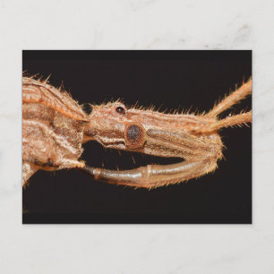 Carte Postale Missouri Vrai bug.