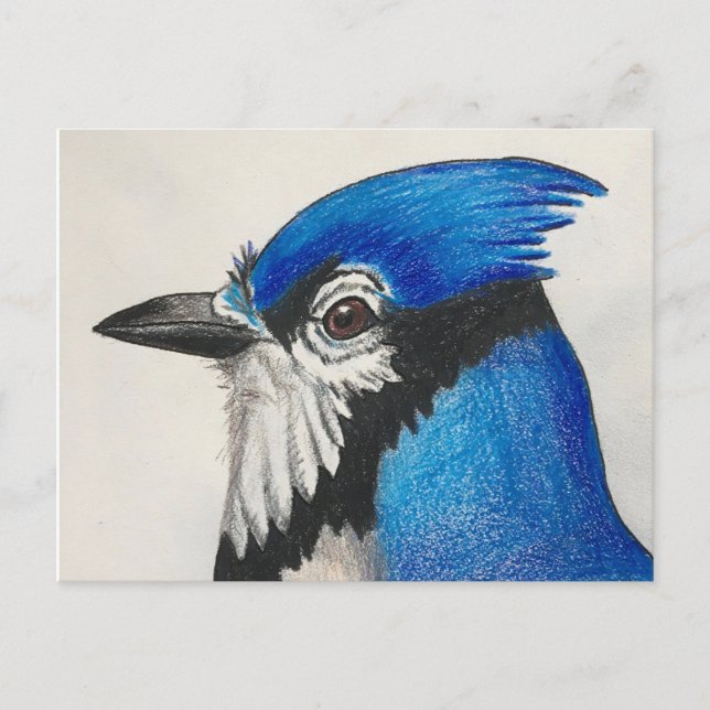 Carte postale Mister Blue Jay Bluejay Bird Waterco (Devant)
