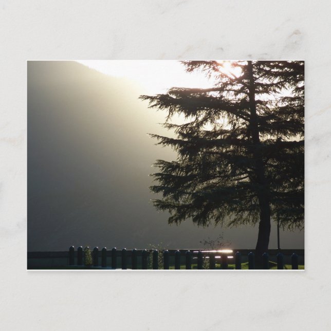 Carte Postale Misty Fir Tree at Shasta Dam Postcard (Devant)