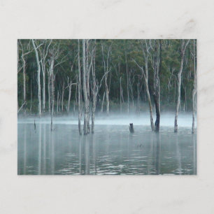 Carte postale Misty Gumtree
