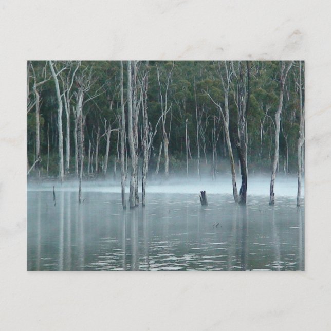 Carte postale Misty Gumtree (Devant)