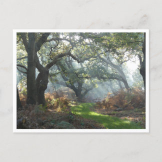 Carte postale Misty Woodland