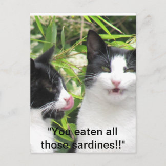 Carte Postale "mmmmm sardines ! ! ! ! !
