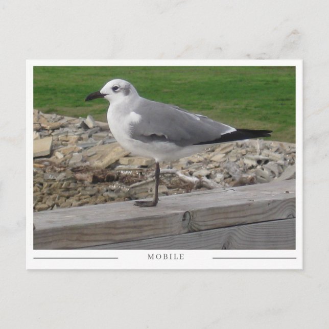 Carte Postale Mobile Alabama Seagull (Devant)