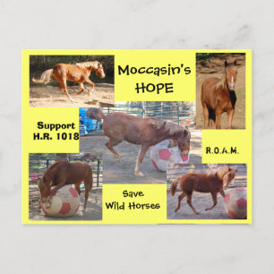 Carte Postale Moccasin's HOPE - sauvez Chevaux sauvages & Burros