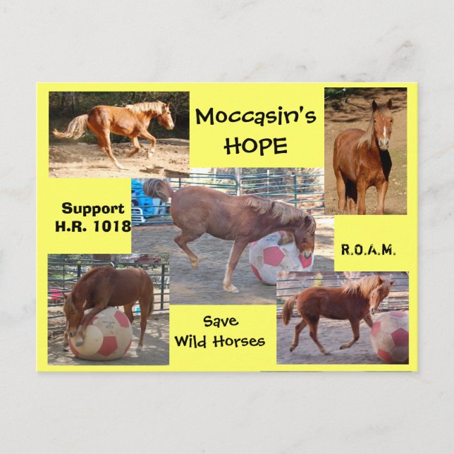 Carte Postale Moccasin's HOPE - sauvez Chevaux sauvages & Burros (Devant)