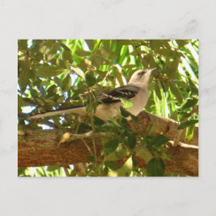 Carte Postale Mocking Bird
