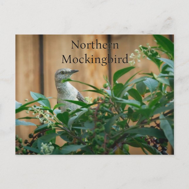 Carte Postale Mockingbird nordique dans Pokeweed Plante (Devant)