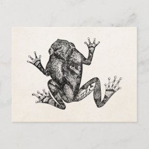Carte Postale Modèle de grenouille à écureuil vintage