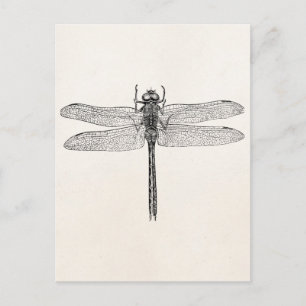 Carte Postale Modèle de vol de dragonfly dragon vintage américai