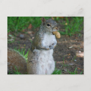 Carte postale Modèle horizontal - Customisé