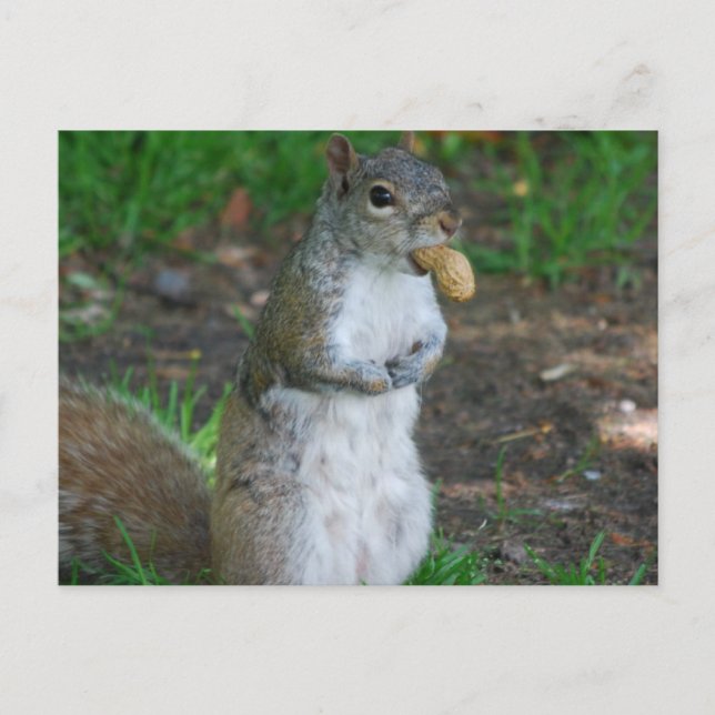 Carte postale Modèle horizontal - Customisé (Devant)