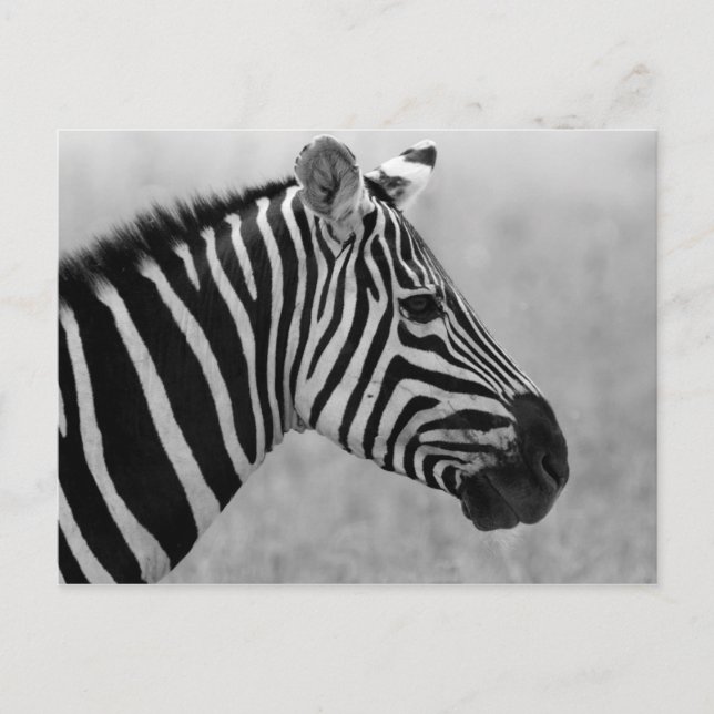 Carte Postale Modèle zèbre noir et blanc cool (Devant)