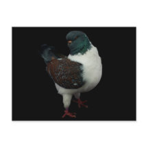 Carte postale Modena Pigeon