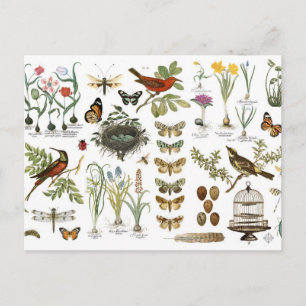 Carte Postale modern vintage french botanical birds and flowers