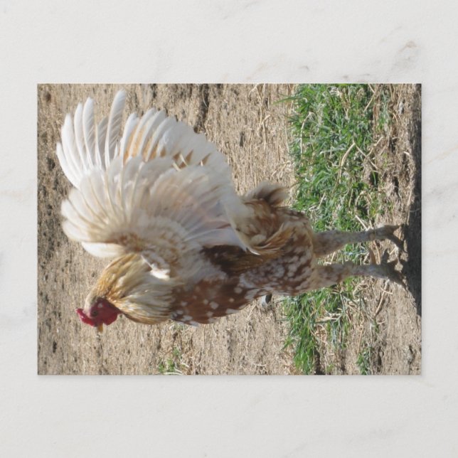 Carte Postale "Moe" (Devant)