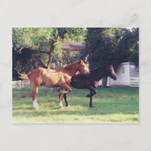 Carte Postale MOI & MA OMBRE -carte postale