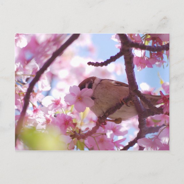 Carte Postale moineau mignon sur le cerisier (Devant)