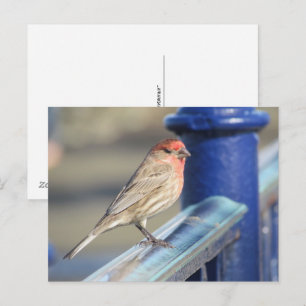 Carte postale - Moineau rouge sur clôture bleue