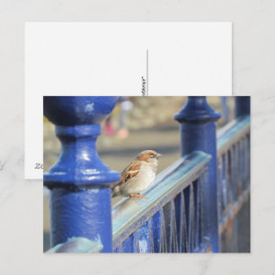 Carte postale - Moineau sur une clôture