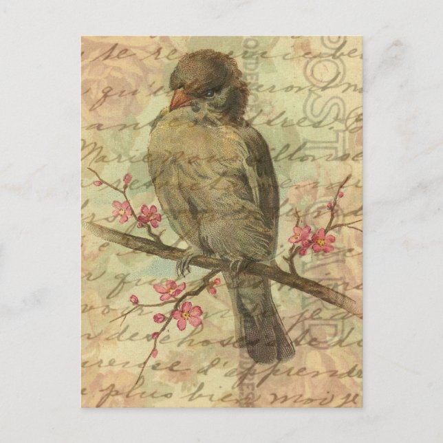 Carte Postale Moineau vintage (Devant)