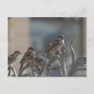 Carte Postale Moineaux