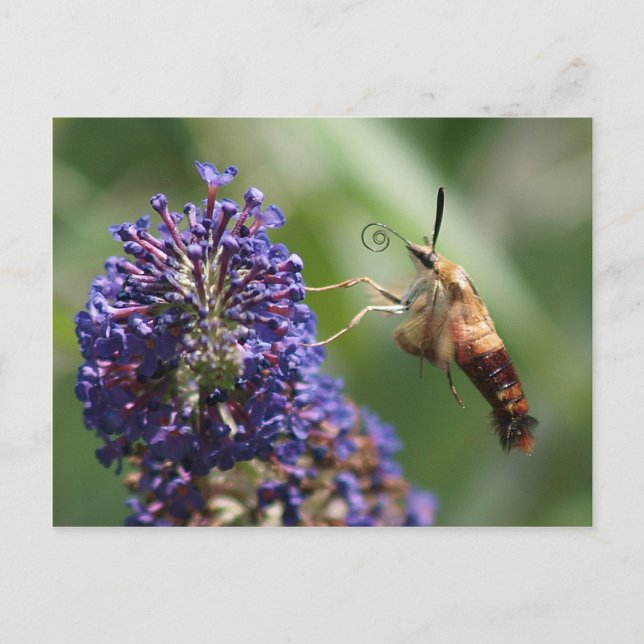 Carte Postale Mois des colibris (Devant)