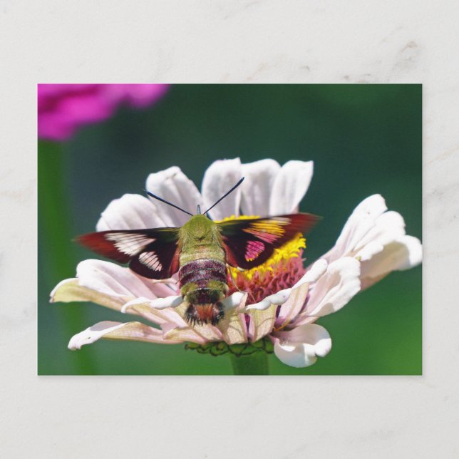 Carte Postale Mois des colibris (Devant)