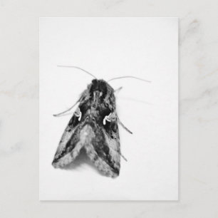Carte Postale Mois noir et blanc