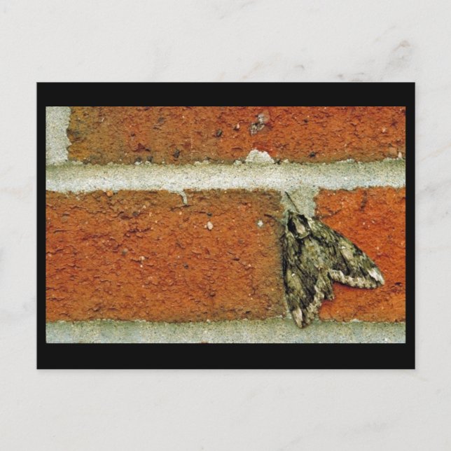 Carte Postale Mois sphinx (Devant)