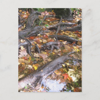 Carte Postale moisissure d'automne