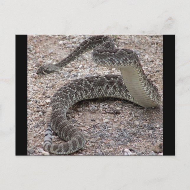 Carte Postale Mojave Rattlesnake (Devant)