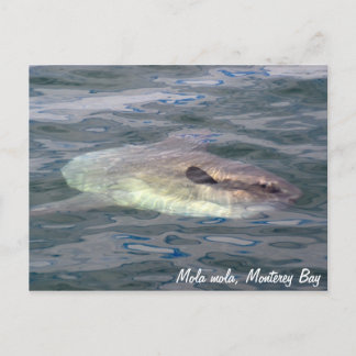 Carte postale Mola mola (poisson blanc)