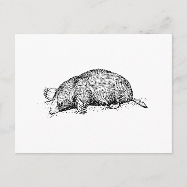 Carte Postale Mole (Devant)
