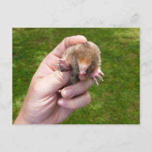 Carte Postale mole à la main contre grass.jpg