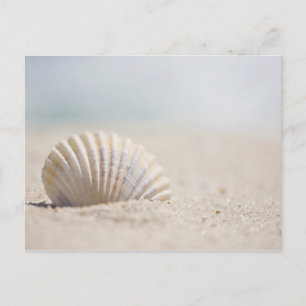 Carte Postale Mollusk Seashell