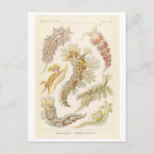Carte Postale Mollusques marins vintage par Haeckel