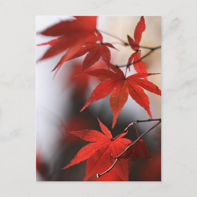 CARTE POSTALE MOMIJI (Devant)